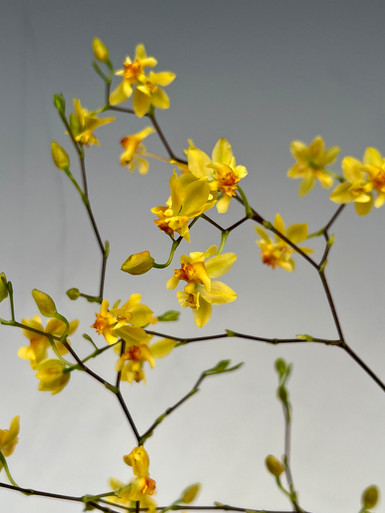 Oncidium Twinkle 'Oro'