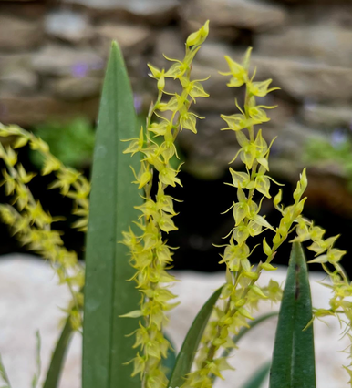 Pleurothallis taurus