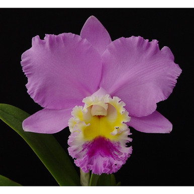 Rlc. Mem. Victoria Kam 'Fascination' AM/AOS (Rlc. Sylvia Fry