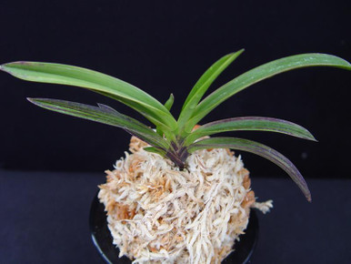 Neofinetia falcata 'Beniougi' 紅扇