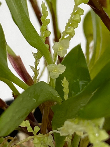 その他 S.M. Novella Vanda Suavis 50mLx2 その他 S.M. Novella Vanda Suavis 50mLx2 Vanda tricolor var