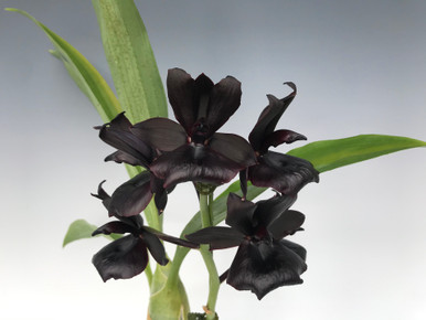 Monnierara Millennium Magic 'Witchcraft' FCC/AOS