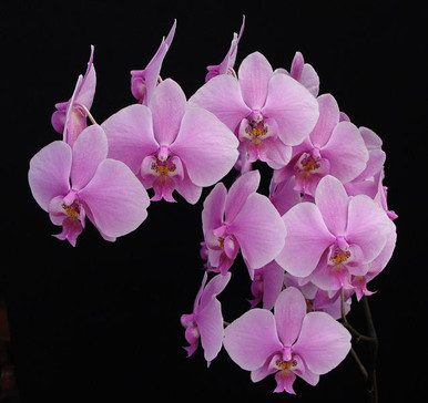 NK】(6鉢セット)Phal.schilleriana オリジナル実生苗【洋蘭