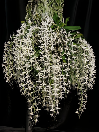 Mystacidium capense