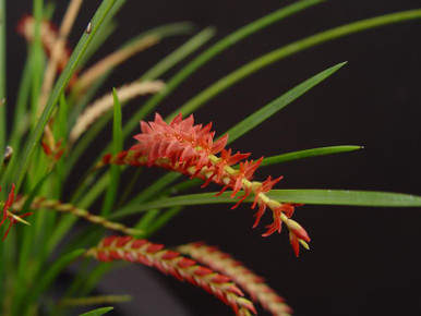 Dendrochilum wenzelii - Red Form
