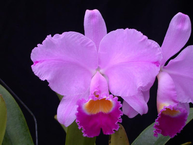 Cattleya trianae ‘Cashen’s’ FCC/AOS (4N)