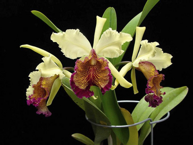 Cattleya dowiana var. aurea