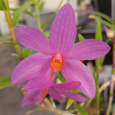 Nida dendrobium x micro chip Aerangis fastuosa