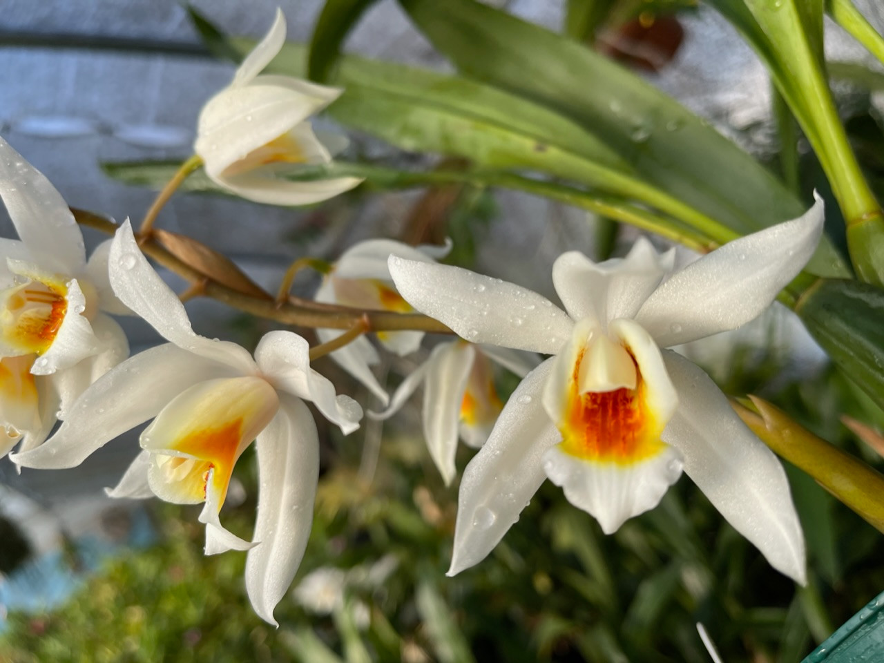 Zygolum Rhein Harlequin 'Caesar' HCC/AOS (Zglm. Louisendorf x Z