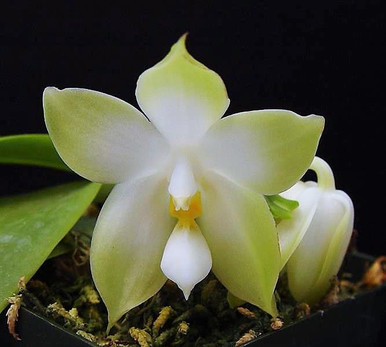 Phal. bellina alba