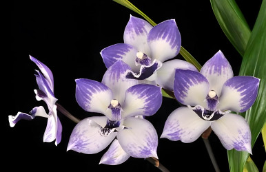 Clowesia Rebecca Northen 'Mikabi' (Grace Dunn x rosea