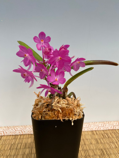 Ascofinetia Cherry Blossom 'Omega'