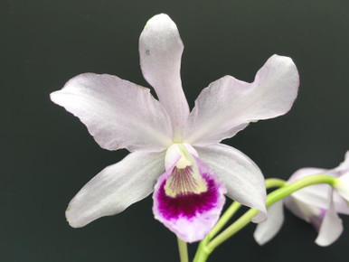Cattleya bowringiana var. semi-alba