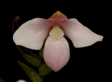 Phrag. andreettae
