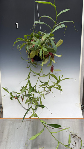 Nepenthes spathulata x gymnamphora - specimen plant individual listings