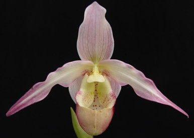 Phrag. Sedenii