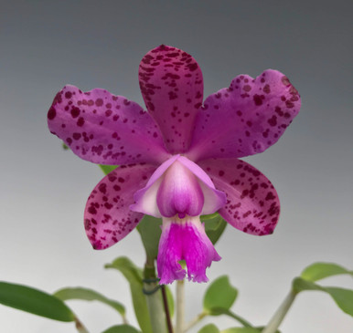 Cattleya Olenus 4N