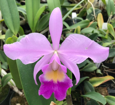 スポーツトイ・アクショントイ Hydrangea Cattleya / Fervent Red Cattleya Fervent Red - ASAGIDO -Hydrangea Online Store-
