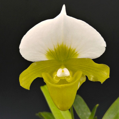 Paph. charlesworthii var. alba
