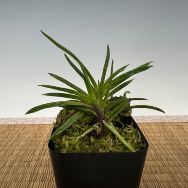 Neofinetia falcata 'Amami Hariba' 奄美針葉