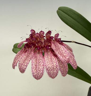 Bulbophyllum moniliforme - OrchidWeb