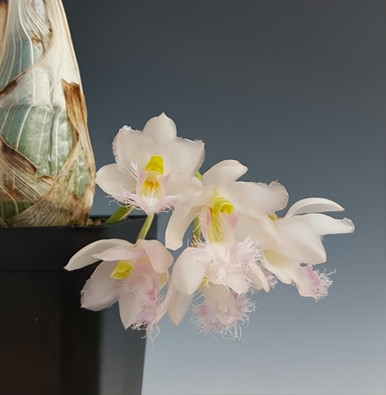 Clowesia Rebecca Northen 'Mikabi'