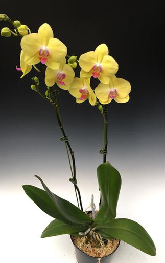 Buy Phalaenopsis Orchids Orchidweb