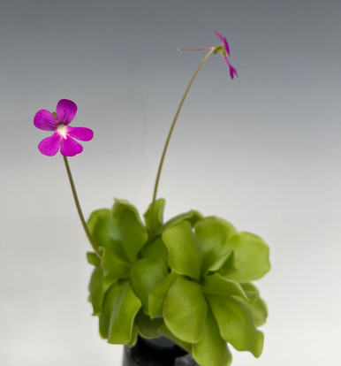 Pinguicula moranensis