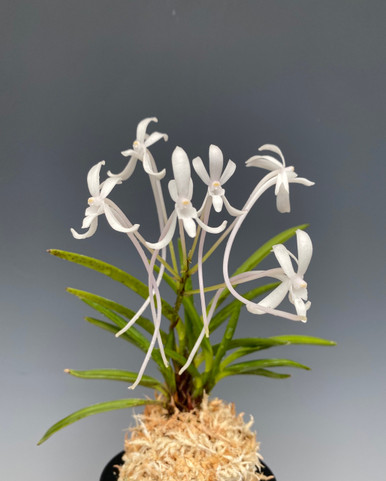 Neofinetia falcata 'Kinyukou' 金幽晃- Individual Listing J66 