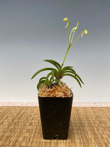 Neofinetia falcata 'Kishusekko' 紀州雪虎 - OrchidWeb