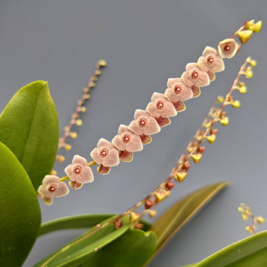 Vanda tricolor var. suavis ('Supersized' x select clone) - OrchidWeb