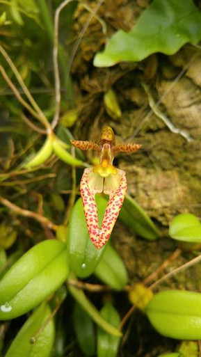 Bulbophyllum moniliforme - OrchidWeb
