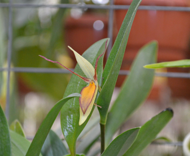 Pleurothallis hemirhoda ‘Fernbrook’