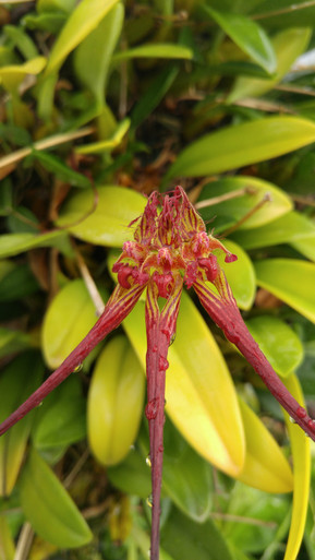 Bulbophyllum collettii (syn. wendlandianum)