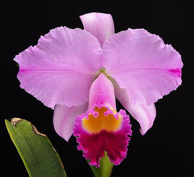 Cattleya maxima ('Gorgeous' SM/JOGA x self ) - OrchidWeb