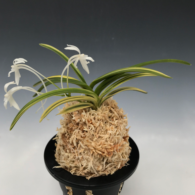 Neofinetia falcata 'Orihime' 織姫