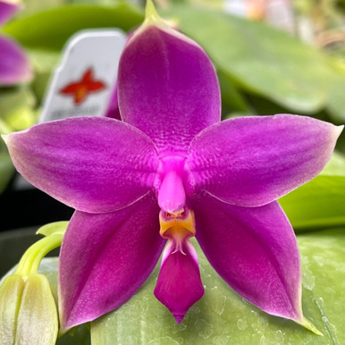 Phal. bellina (1/2 rubra type) ('Star Blush' x fma. rubra 'Fernbrook ...