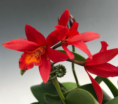 Lc. Rojo 'Valentine's Day'