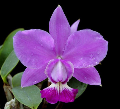 Cattleya walkeriana - standard color form