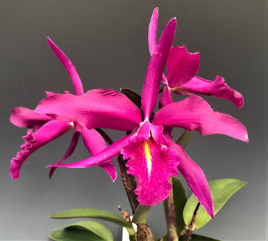 カトレア 花なし株】 カトレア ガスケリアナ 'ブラックタイガー' C