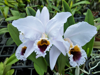 Cattleya percivaliana coerulea x sib