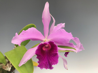 Cattleya Rabeiana