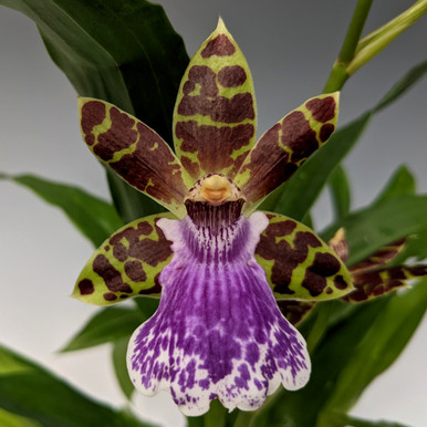 Zygopetalum Jumpin Jack (Skippy Ku x Artur Elle) - OrchidWeb