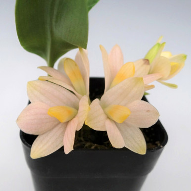 Dendrobium laevifolium var. aureum