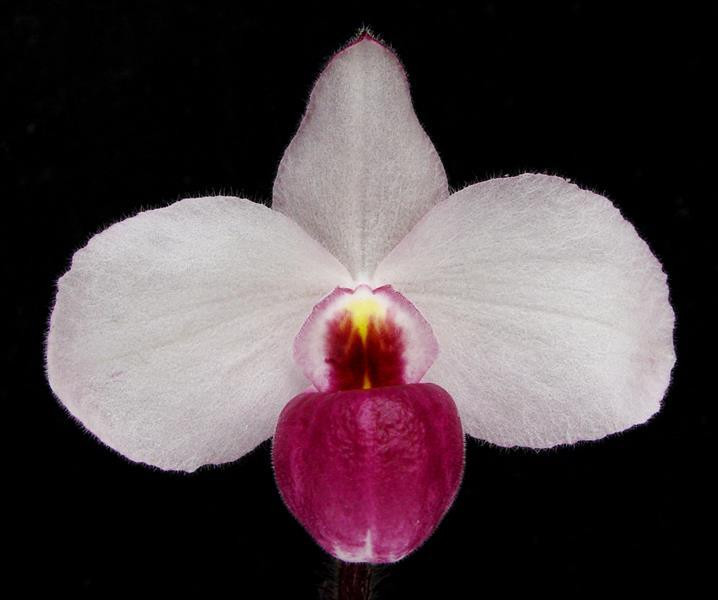 Paph. delenatii var. Dunkel (aka vinicolor)