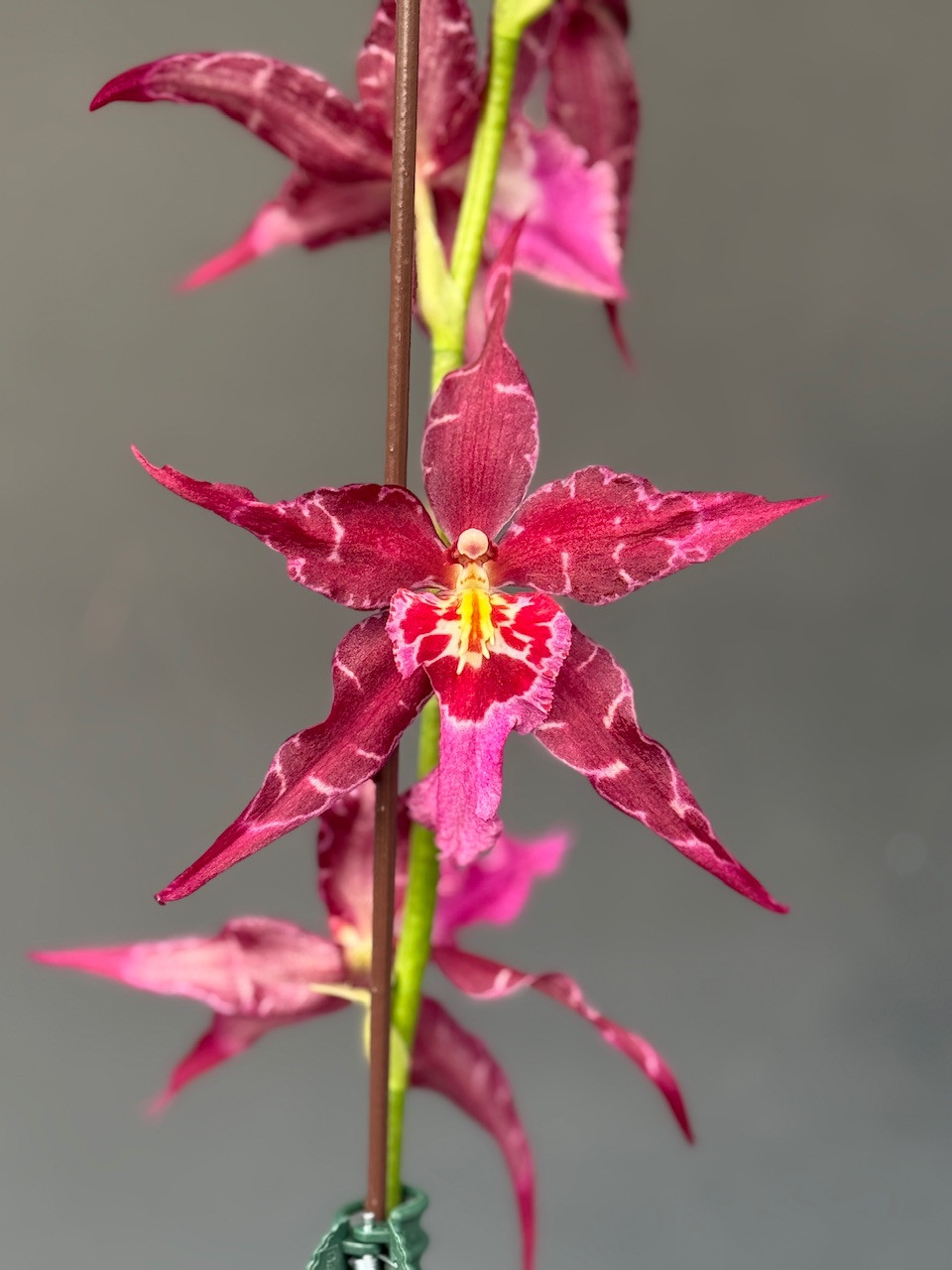 Aliceara Tropic Lily 'Hilo Spaceship' (Oncidium Nichirei Lilac x