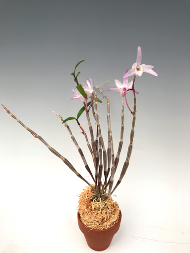 Dendrobium moniliforme 'Oosumibeni' 大隅紅