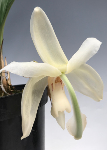 Stanhopea grandiflora