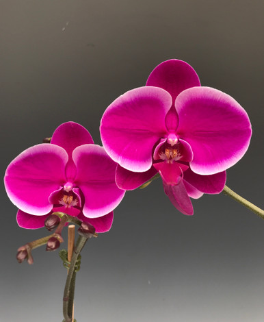 Phal. Royal Queen - OrchidWeb