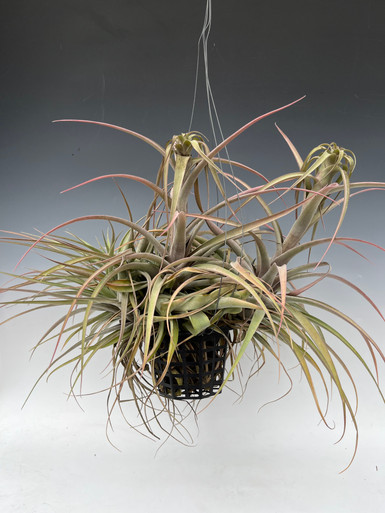 Tillandsia capitata specimen plants